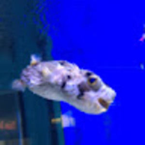 Meet your Posher, Nora